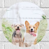 WallClassics - Muursticker Cirkel - Twee Vrolijke Hondjes - 30x30 cm Foto op Muursticker