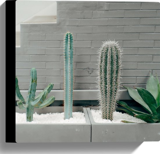 WallClassics - Canvas  - Cactus Plantenbak - 30x30 cm Foto op Canvas Schilderij (Wanddecoratie op Canvas)