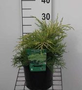 Juniperus pfitzeriana 'Old Gold' - Pfitzer Jeneverbes 25 - 30 cm in pot