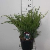 Juniperus pfitzeriana 'Mint Julep' - Pfitzer Jeneverbes 25 - 30 cm in pot