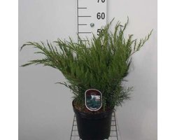 Juniperus pfitzeriana 'Mint Julep' - Pfitzer Jeneverbes 25 - 30 cm in pot