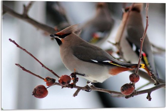 WallClassics - Verre acrylique - Vogel sur une branche avec baies - Photo 75 x 50 cm sur verre acrylique (avec système de suspension)