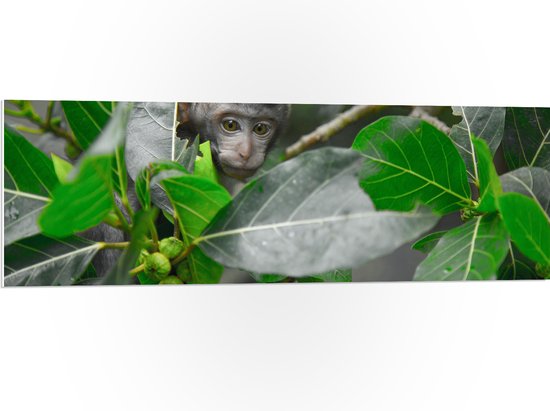 WallClassics - Panneau en mousse PVC - Klein singe entre les feuilles - 120x40 cm Photo sur panneau en mousse PVC