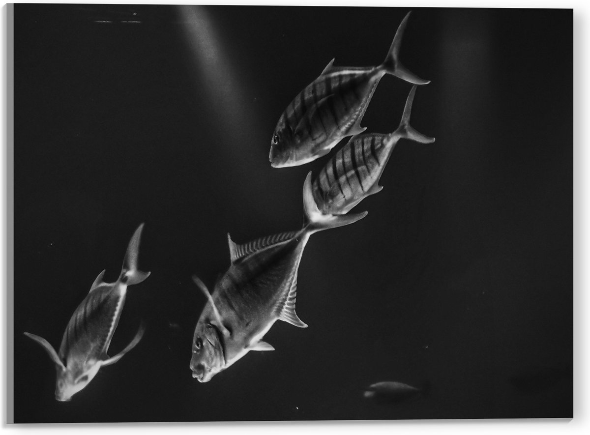 Acrylglas - Vissen in het Aquarium Zwart - Wit - 40x30 cm Foto op Acrylglas (Wanddecoratie op Acrylaat)