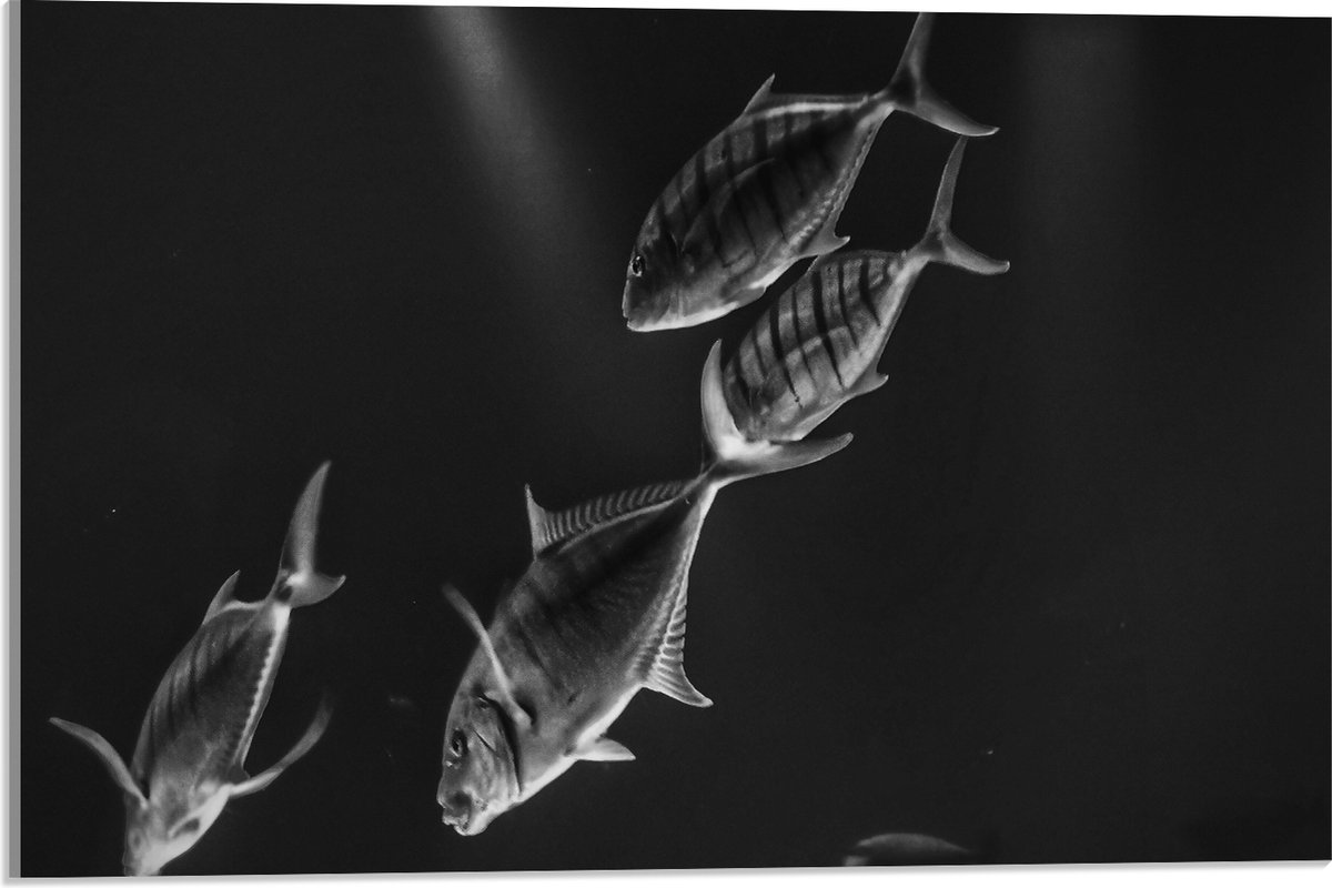 Acrylglas - Vissen in het Aquarium Zwart - Wit - 60x40 cm Foto op Acrylglas (Wanddecoratie op Acrylaat)