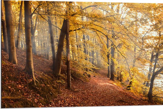 WallClassics - Dibond - Zonnestralen tussen Herfstbos - 90x60 cm Foto op Aluminium (Met Ophangsysteem)