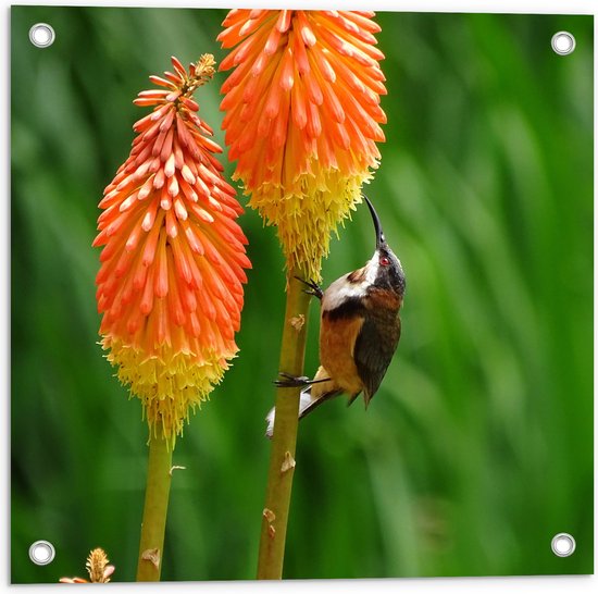 WallClassics - Tuinposter – Zwarthalshoning Vogel op oranje Vuurpijl Bloem - 50x50 cm Foto op Tuinposter  (wanddecoratie voor buiten en binnen)
