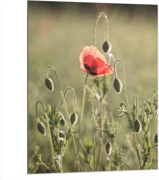 WallClassics - Dibond - Rode Eenzame Bloem in Groen Landschap - 75x100 cm Foto op Aluminium (Wanddecoratie van metaal)