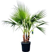 Sunnytree - Palmier - Washingtonia Robusta - Palmier mexicain - 120 cm