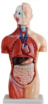 Torso geslachtsloos - 42cm - menselijk lichaam