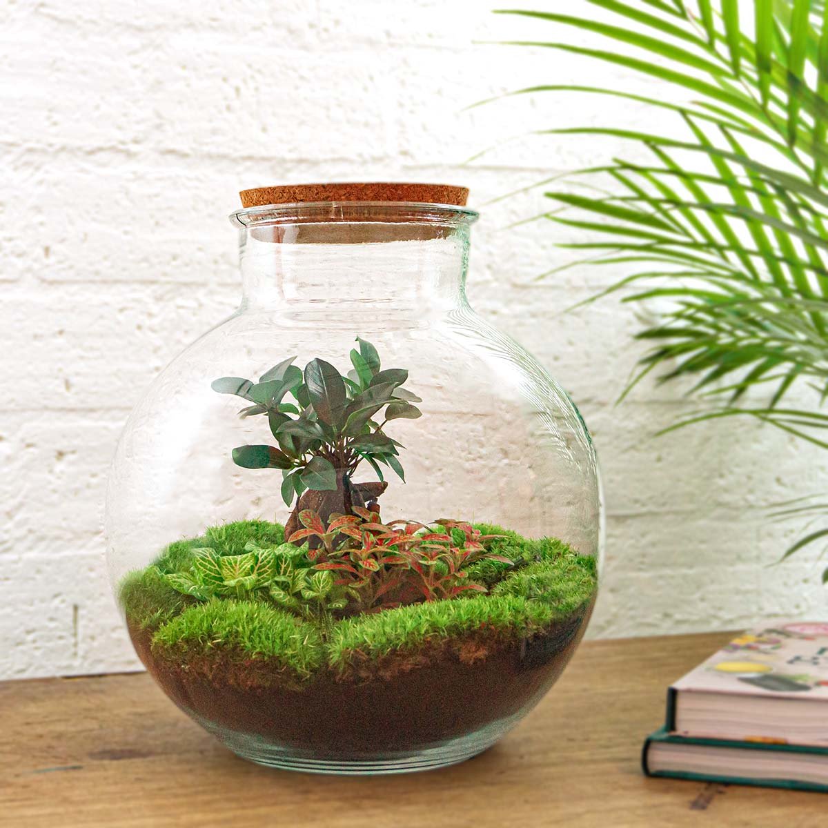 Planten terrarium • Teddy Bonsai • Ecosysteem plant • ↑ 26,5 cm - DIY - Complete terrarium set - Plantenterrarium - urbanjngl | Terrarium Rake Shovel
