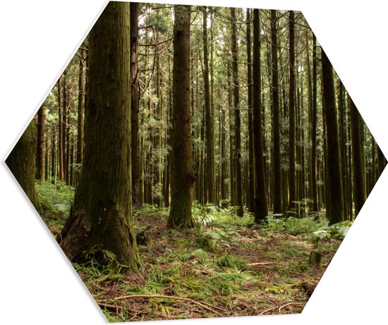 WallClassics - PVC Schuimplaat Hexagon  - Bomen en Planten in het Bos - 70x60.9 cm Foto op Hexagon (Met Ophangsysteem)