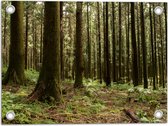 WallClassics - Poster de jardin - Arbres et Plantes dans la forêt - 40x30 cm Photo sur poster de jardin (décoration murale pour extérieur et intérieur)