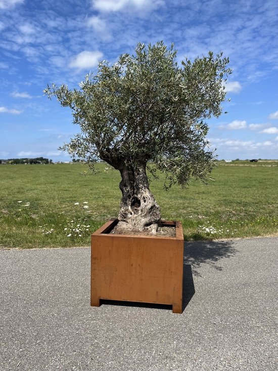 Garden of Steel - cortenstaal plantenbak - op poten - 800x800x800 mm