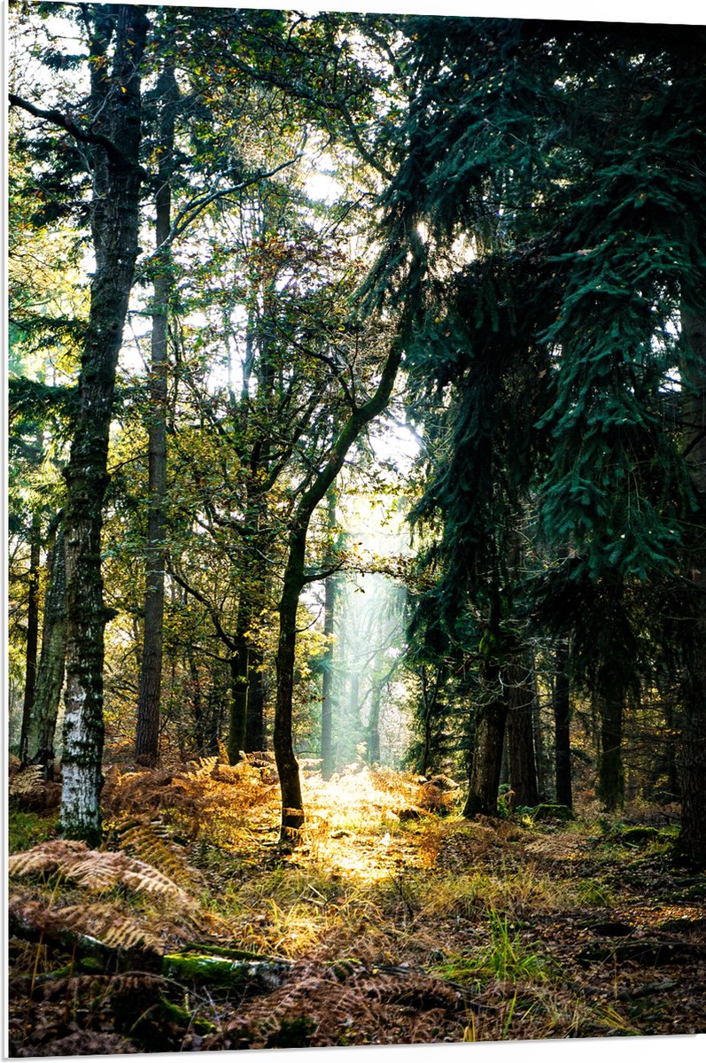 WallClassics - PVC Schuimplaat - Lichtplek tussen Bomen - 70x105 cm Foto op PVC Schuimplaat (Met Ophangsysteem)