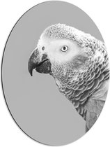WallClassics - Dibond Ovaal - Papegaaienkop in het Zwart-wit - 51x68 cm Foto op Ovaal (Met Ophangsysteem)