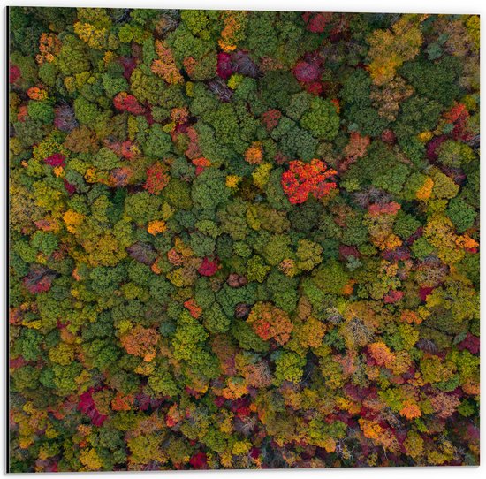 WallClassics - Dibond - Rood Groen en Gele Bomen in het Bos vanuit de Lucht - 50x50 cm Foto op Aluminium (Met Ophangsysteem)