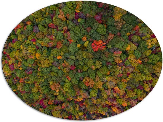 WallClassics - Dibond Ovaal - Rood Groen en Gele Bomen in het Bos vanuit de Lucht - 108x81 cm Foto op Ovaal (Met Ophangsysteem)
