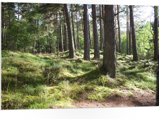 WallClassics - PVC Schuimplaat - Mooie Picknick Plek in het Bos - 105x70 cm Foto op PVC Schuimplaat (Met Ophangsysteem)