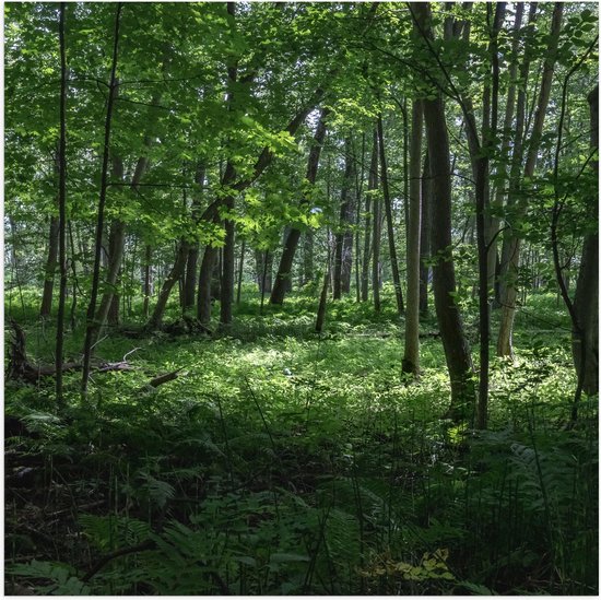 WallClassics - Poster (Mat) - Verschillende Groene Bomen in Bos - 100x100 cm Foto op Posterpapier met een Matte look