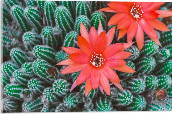 WallClassics - Acrylglas - Rode Bloemen op Cactusjes - 60x40 cm Foto op Acrylglas (Met Ophangsysteem)