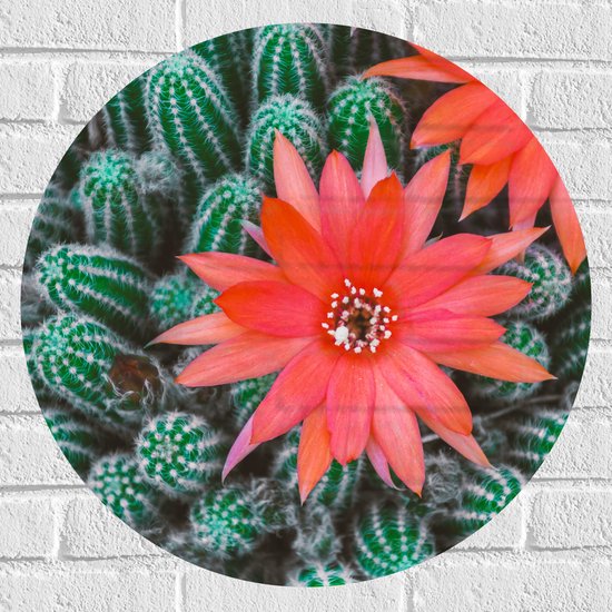 WallClassics - Muursticker Cirkel - Rode Bloemen op Cactusjes - 60x60 cm Foto op Muursticker