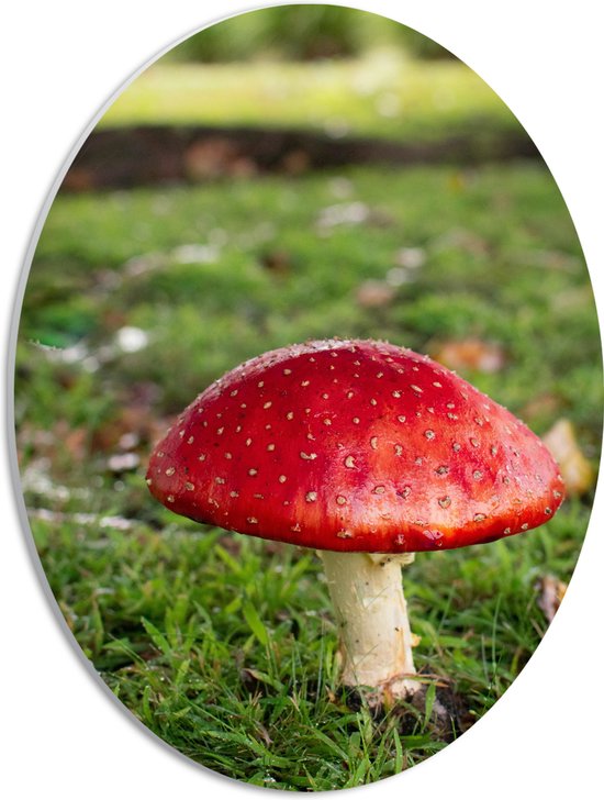 WallClassics - Panneau de mousse PVC ovale - Champignon rouge à pois Witte - 30x40 cm Photo sur ovale (avec système de suspension)