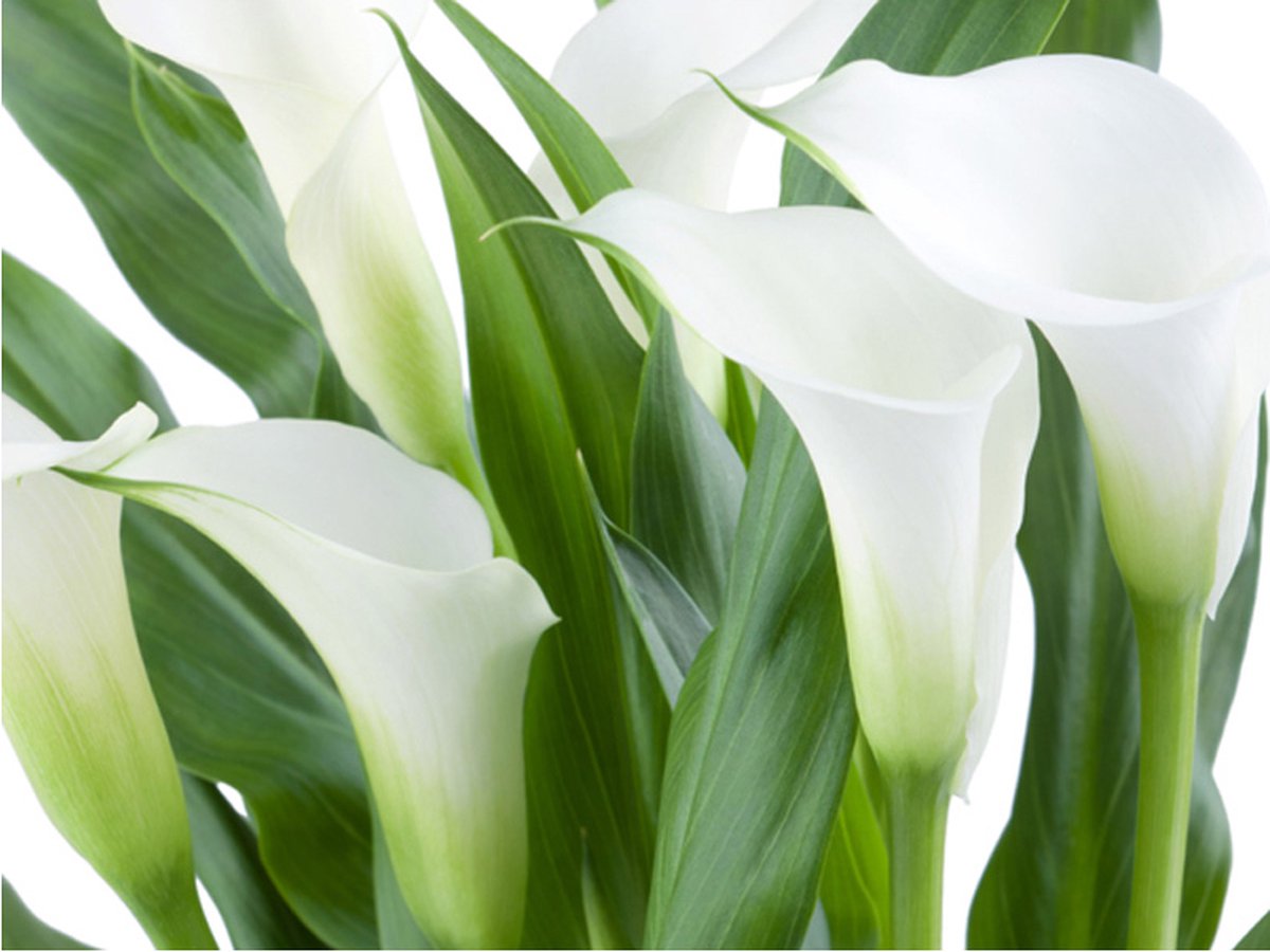 Fotobehang - boeket - callas.