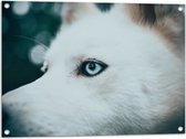 WallClassics - Tuinposter – Blauw Oog van een Witte Wolf - 80x60 cm Foto op Tuinposter  (wanddecoratie voor buiten en binnen)