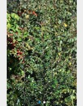 Ilex aquifolium - GEWONE HULST , SCHERPE HULST , GROENE HULST 30 - 40 cm in pot