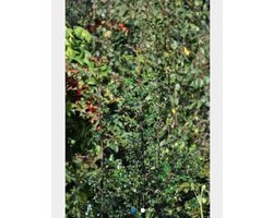 Ilex aquifolium - GEWONE HULST , SCHERPE HULST , GROENE HULST 30 - 40 cm in pot