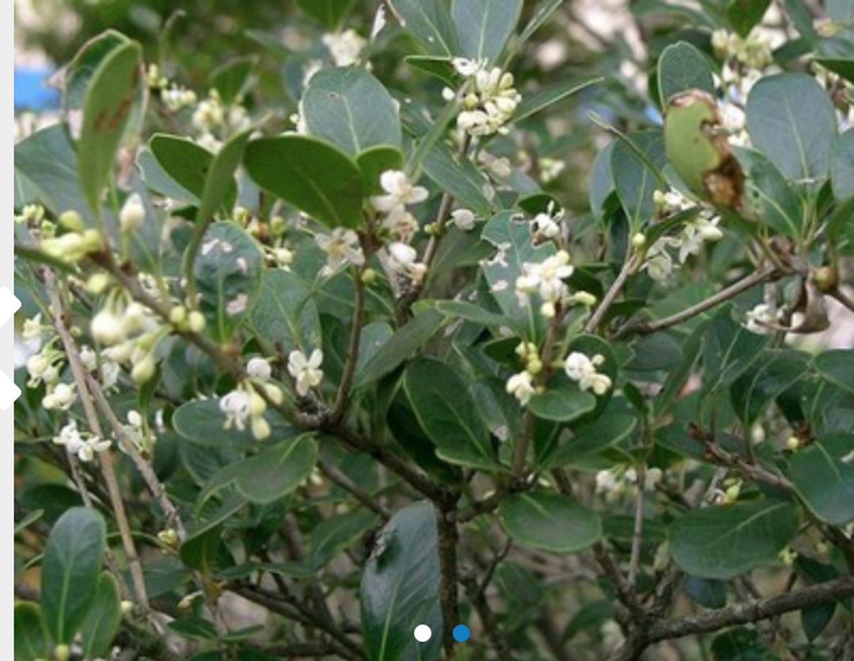 Osmanthus burkwoodii - SCHIJNHULST 40 - 60 cm in pot