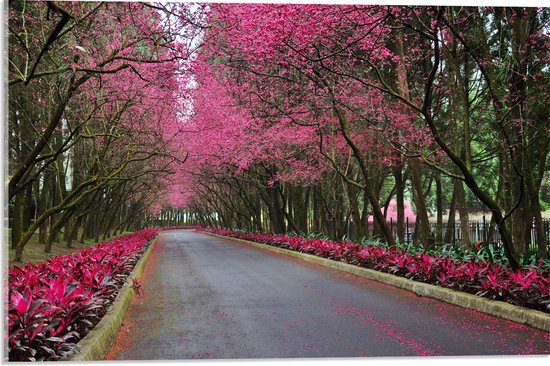 WallClassics - Acrylglas - Roze Bomen over de Weg - 60x40 cm Foto op Acrylglas (Wanddecoratie op Acrylaat)