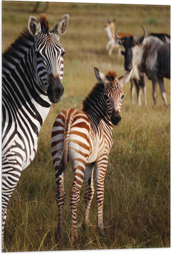 Foto: Wallclassics vlag alerte zebra s in het gras 50x75 cm foto op polyester vlag