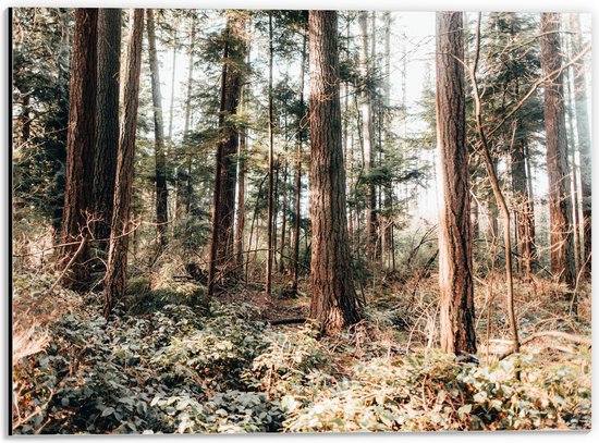 WallClassics - Dibond - Oude Bomen in het Bos - 40x30 cm Foto op Aluminium (Met Ophangsysteem)