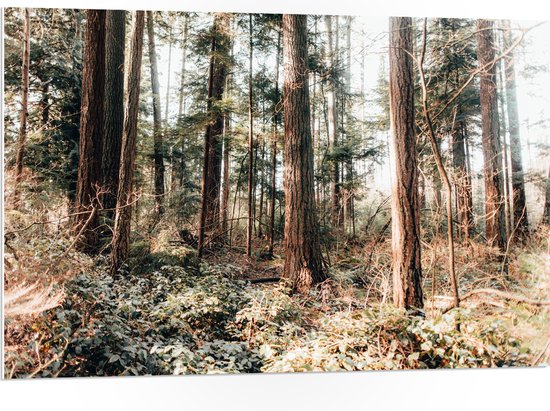 WallClassics - Panneau en mousse PVC - Vieux Arbres dans la forêt - Photo 105x70 cm sur panneau en mousse PVC (avec système de suspension)