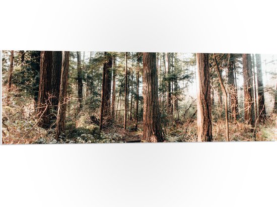 WallClassics - Panneau en mousse PVC - Vieux Arbres dans la forêt - Photo 120x40 cm sur panneau en mousse PVC (avec système de suspension)