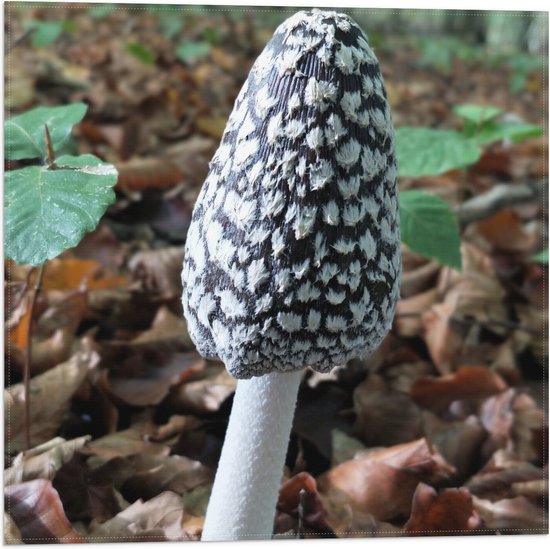 WallClassics - Drapeau - Champignon d'encre de pic - Champignon Witte - 50x50 cm Photo sur drapeau en polyester