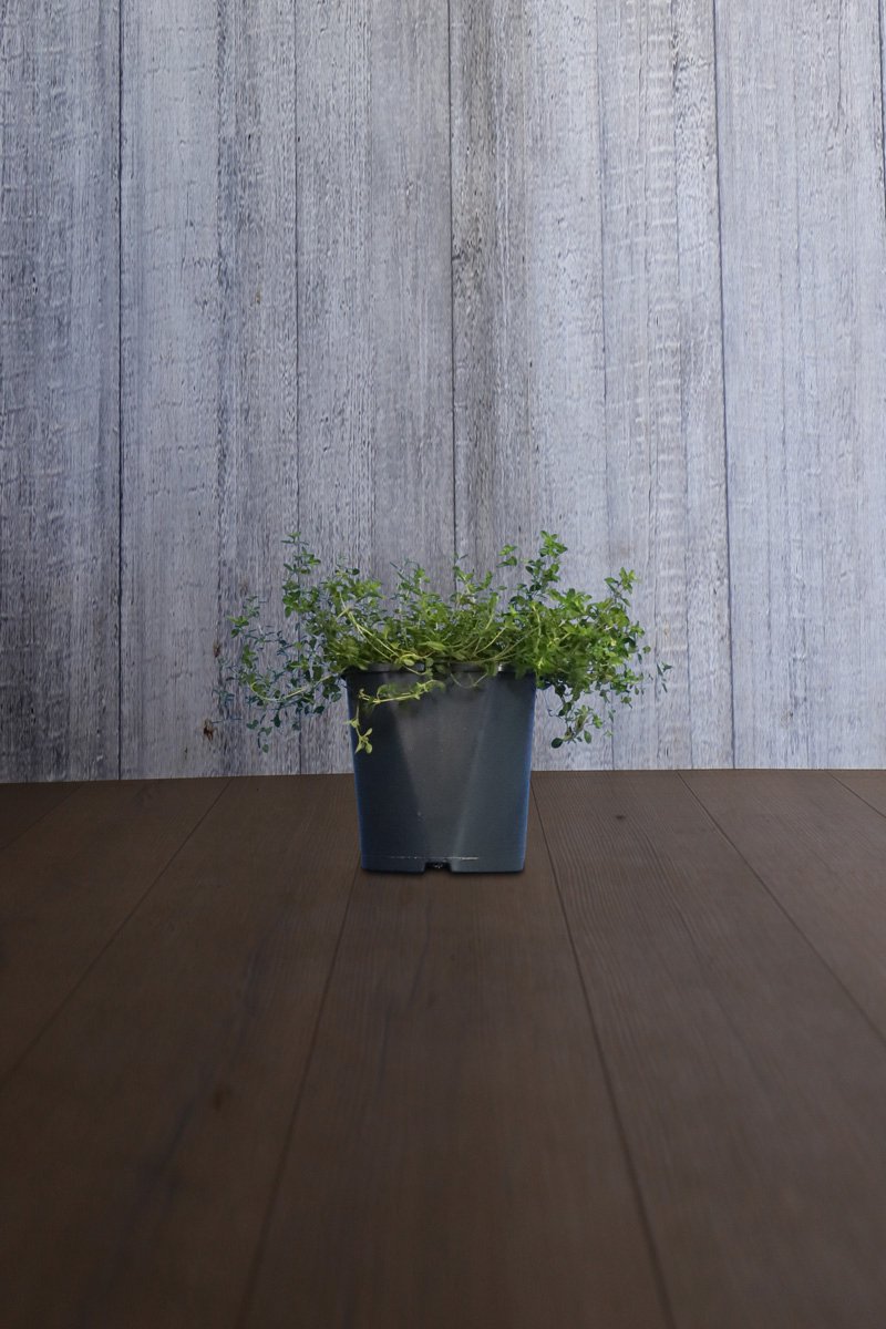Plants Online - Tuinplanten - Kruipende Tijm - 0.7 liter pot - set van 20 - Bloeiende plant - Compacte groei - Geurend - Wintergroen