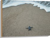 WallClassics - Hout - Kleine Baby Schildpad op het Strand - 80x60 cm - 12 mm dik - Foto op Hout (Met Ophangsysteem)