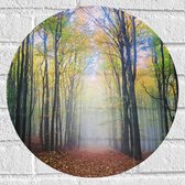 WallClassics - Muursticker Cercle - Brouillard au bout de la forêt - 40x40 cm Photo sur Muursticker