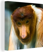 Un gros plan d'un singe proboscis avec un arrière-plan flou 50x50 cm - Tirage photo sur toile (Décoration murale salon / chambre)