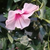 Petunia kunst hangplant 110cm - rose