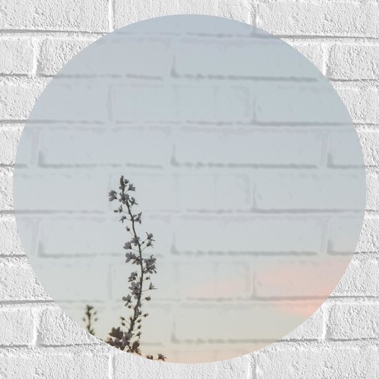 WallClassics - Muursticker Cirkel - Bloesemtak tegen Heldere Lucht - 60x60 cm Foto op Muursticker