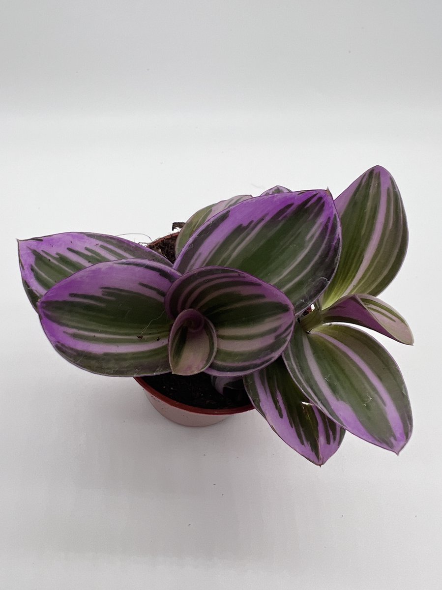 Exotenherz - Tradescantia Nanouk - Plante d'intérieur suspendue