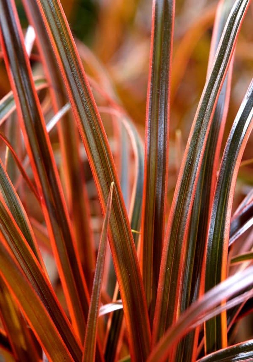 2x Uncinia Rubra ‘Everflame’ – Rode zegge in C2 liter kweekpot