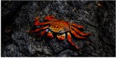WallClassics - Poster Glanzend – Rode Krab op een Steen - 100x50 cm Foto op Posterpapier met Glanzende Afwerking