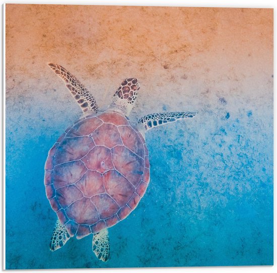 WallClassics - PVC Schuimplaat - Schildpad Zwemt naar het Strand - 50x50 cm Foto op PVC Schuimplaat (Met Ophangsysteem)