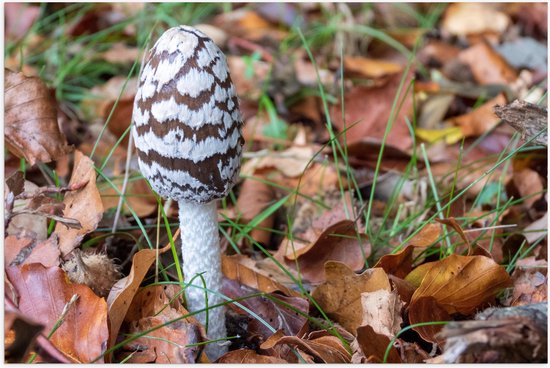 WallClassics - Poster (Matte) - Champignon Pic entre les Feuilles - 60x40 cm Photo sur Papier Poster avec un aspect Mat