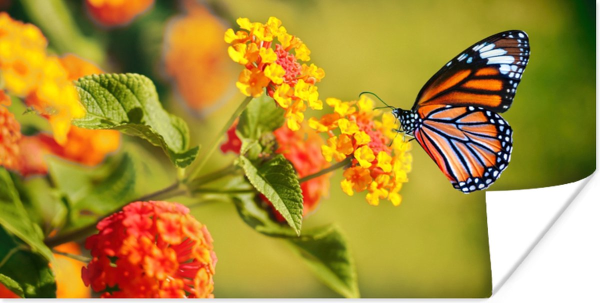 Poster Vlinder - Insecten - Bloemen - Geel - 150x75 cm